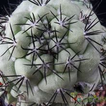 Una foto de Ortegocactus macdougallii