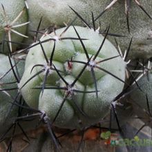 Una foto de Ortegocactus macdougallii