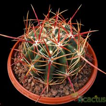 Una foto de Ferocactus viridescens