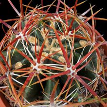 A photo of Ferocactus viridescens