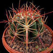 Una foto de Ferocactus viridescens