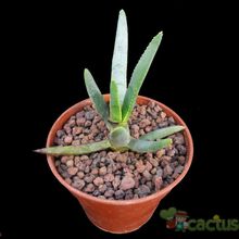 Una foto de Aloe ramossisima