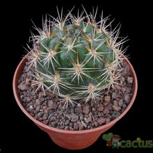 Una foto de Weingartia neocumingii