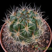 Una foto de Weingartia neocumingii