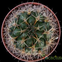 Una foto de Weingartia neocumingii