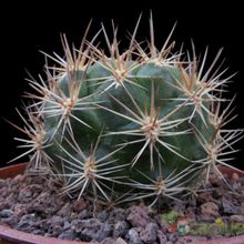 Una foto de Weingartia neocumingii