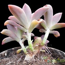 Una foto de Graptoveria cv. Fred Ives (Graptopetalum paraguayense x Echeveria gibbiflora) (HIBRIDO)