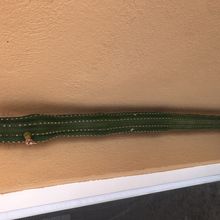 Foto de un cactus que se está identificando actualmente