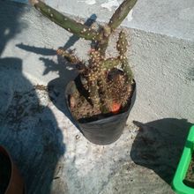 Una foto de Opuntia salmiana
