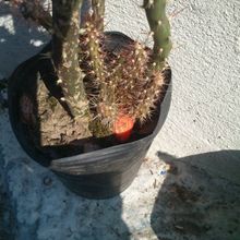 Una foto de Opuntia salmiana