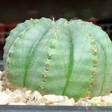 Una foto de Euphorbia meloformis