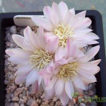 A photo of Gymnocalycium bruchii
