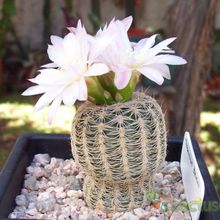 A photo of Gymnocalycium bruchii