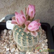 A photo of Gymnocalycium bruchii