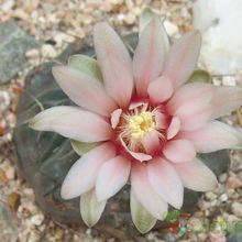 Una foto de Gymnocalycium poeschlii