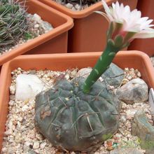 Una foto de Gymnocalycium poeschlii