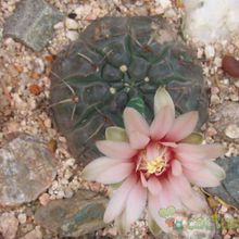 Una foto de Gymnocalycium poeschlii
