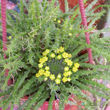 Una foto de Euphorbia flanaganii