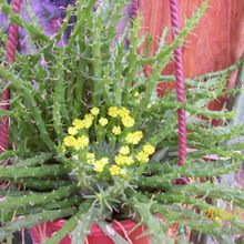 Una foto de Euphorbia flanaganii