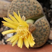Una foto de Lithops fulviceps var. fulviceps