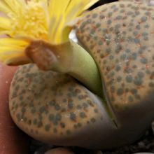 Una foto de Lithops fulviceps var. fulviceps