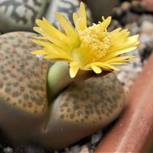 Una foto de Lithops fulviceps var. fulviceps