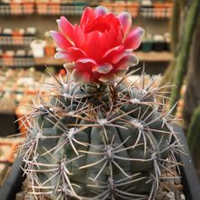 Una foto de Gymnocalycium marianae  