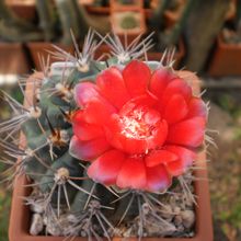 Una foto de Gymnocalycium marianae  