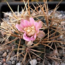 Una foto de Gymnocalycium neuhuberi