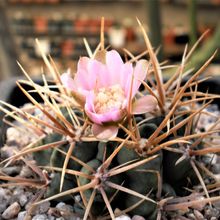 Una foto de Gymnocalycium neuhuberi