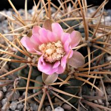 Una foto de Gymnocalycium neuhuberi