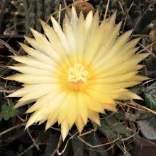 A photo of Leuchtenbergia principis