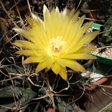 A photo of Leuchtenbergia principis