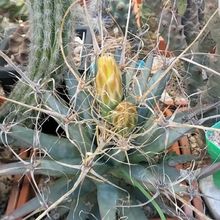 A photo of Leuchtenbergia principis