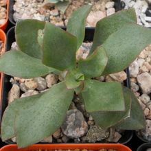 A photo of Crassula arborescens fma. undulatifolia
