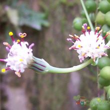 Una foto de Senecio rowleyanus