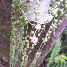 Una foto de Senecio rowleyanus