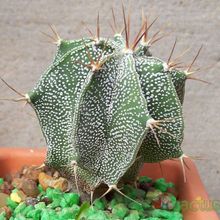 Una foto de Astrophytum ornatum