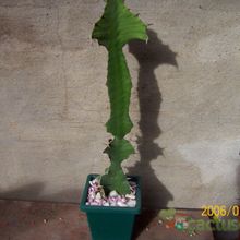 Una foto de Euphorbia breviarticulata  