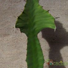 Una foto de Euphorbia breviarticulata  