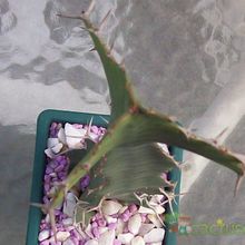 Una foto de Euphorbia breviarticulata  