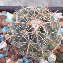 Una foto de Coryphantha retusa