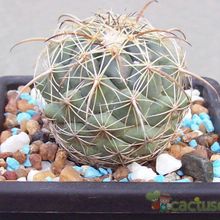 Una foto de Coryphantha retusa