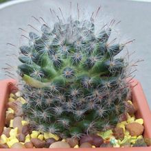 A photo of Mammillaria bocasana ssp. bocasana