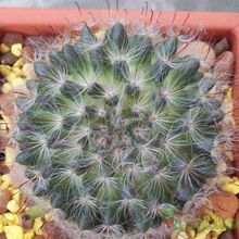 A photo of Mammillaria bocasana ssp. bocasana