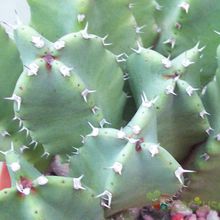 A photo of Euphorbia resinifera