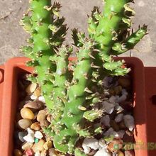 Una foto de Austrocylindropuntia subulata f. monstruosa