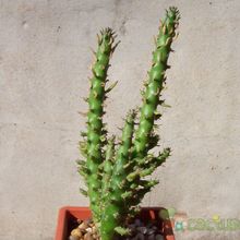 Una foto de Austrocylindropuntia subulata f. monstruosa