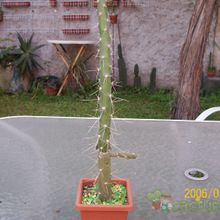 Una foto de Quiabentia verticillata