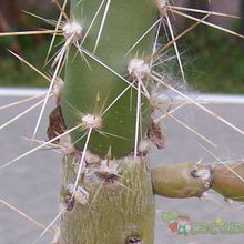 Una foto de Quiabentia verticillata